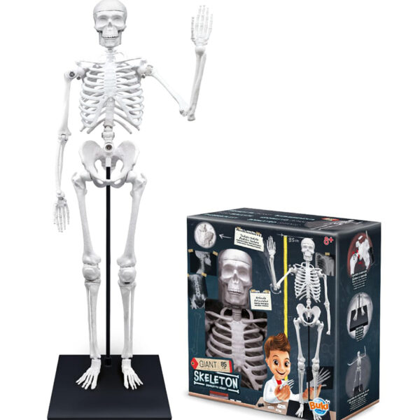 Skeleti gjigand i trupit të njeriut2181 Skeleton 85 cm Buki France